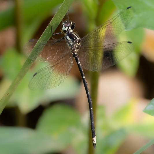 Choristhemis flavoterminata male-220760.jpg